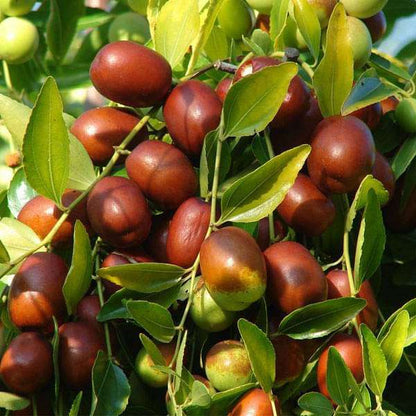 Ziziphus Mauritiana Fruit Seeds for Planting - Seed for Thriving Jujube Trees in Your Garden