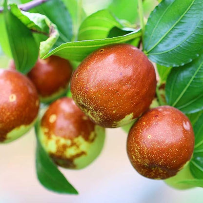 Indian Jujube Fruit Tree Seeds